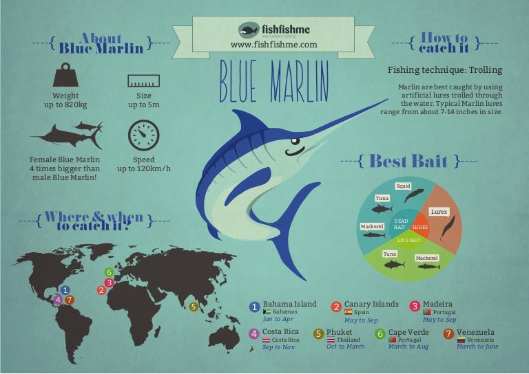 Blue marlin