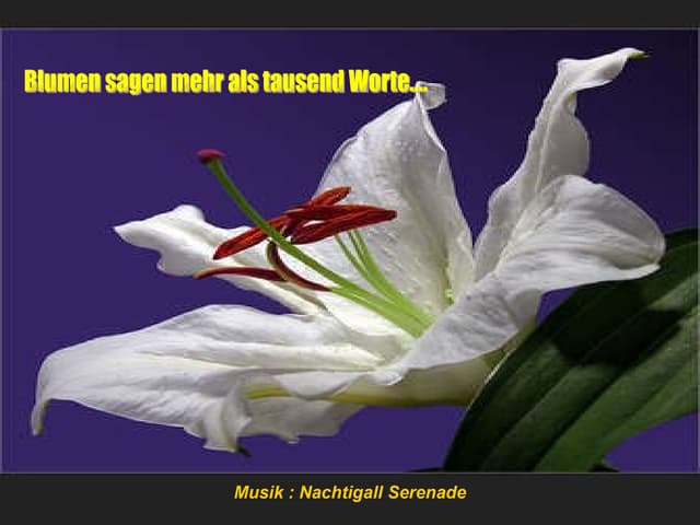 Blumen Sagen Mehr[1][1][1].Als 1000...
