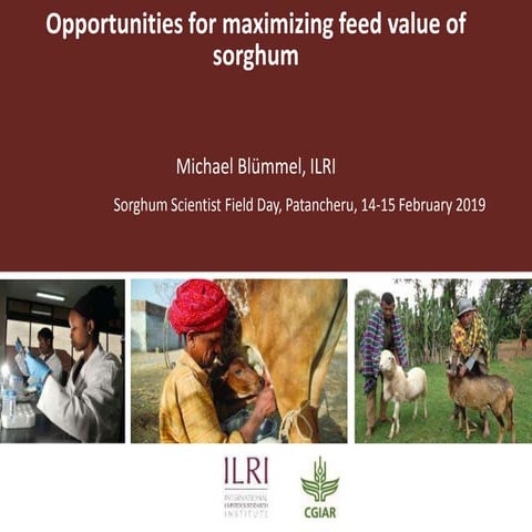Opportunities for maximizing feed value of sorghum 