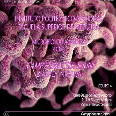 Campylobacter.jejuni