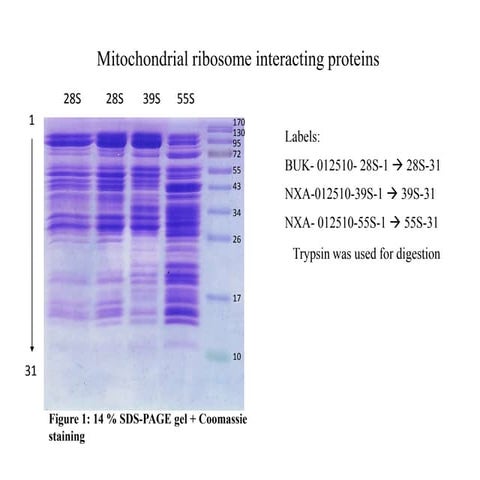 Production of a recombinant therapeutic protein presentation | PPTX