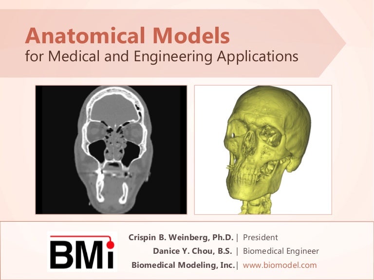 Anatomical Models for Medical and Engineering Applications