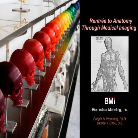 Artists' Rentrée to Anatomy Through Medical Imaging | PDF