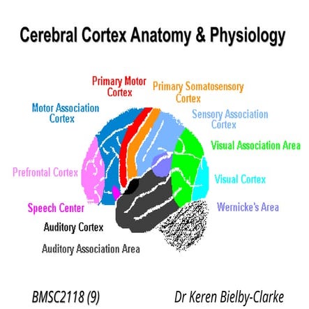 Functional areas of the brain | PPTX