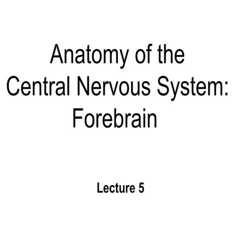 ~Bn05 cns forebrain anatomy