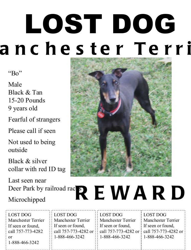 red deer and area lost pets