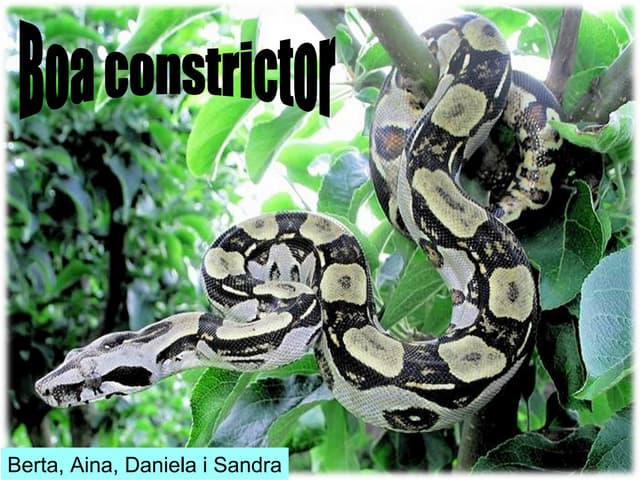 Boa constrictor