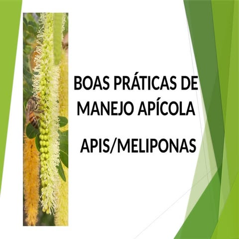 boas_praticas_manejo_apicola e meliponas.pptx