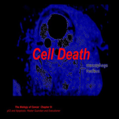 BOC 134 lecture - 7 Cell Death