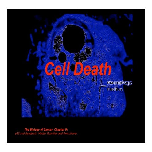 BOC lecture 7 cell death
