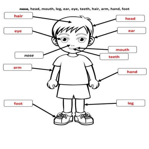 Comprehensive Overview of Human Body Parts and Their Names | PDF