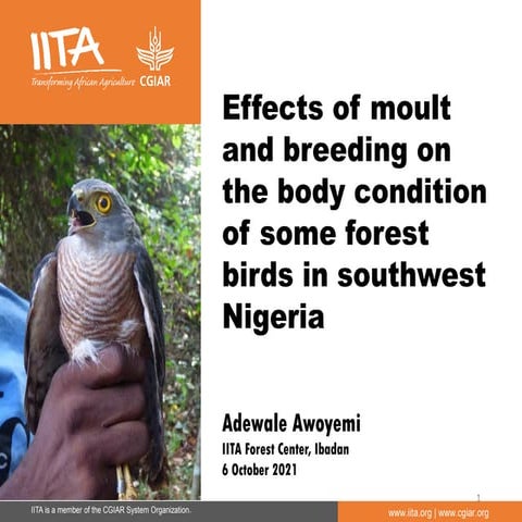 Effects of moult and breeding on the body condition of some forest birds in s...