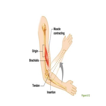 Body movements ppt | PPT