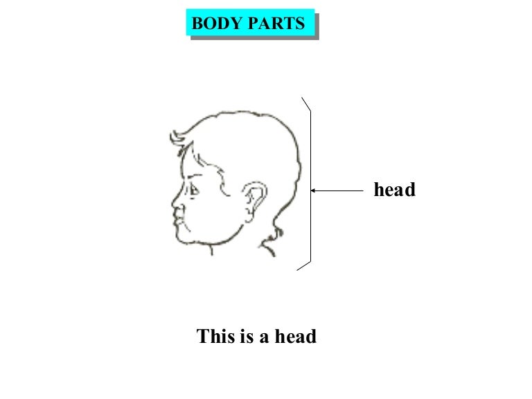 Body parts