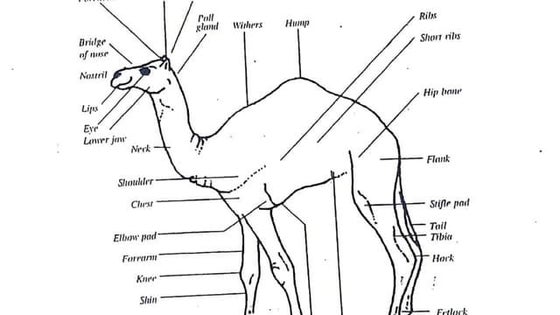 Comparative anatomy of forelimb of camel , ox and horse | PPTX