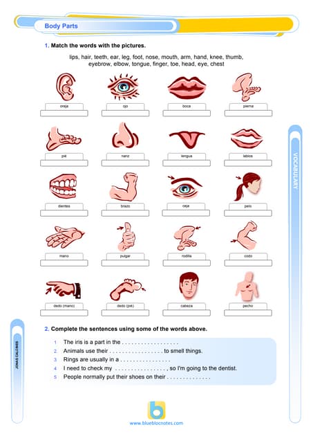 Body parts   vocabulary worksheet