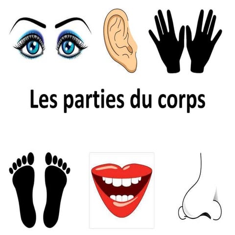 Les parties du corps