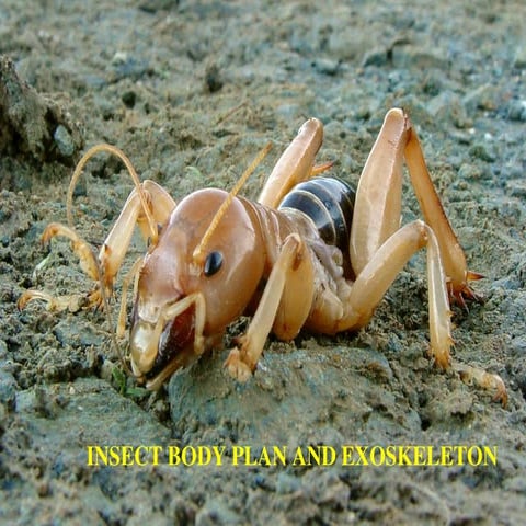 Insect Cuticle and Moulting | PPTX