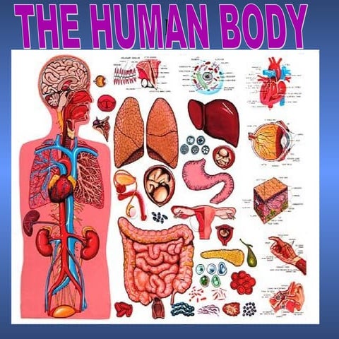 Body system. (2)ppt