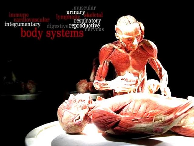 Body parts presentation | PPTX