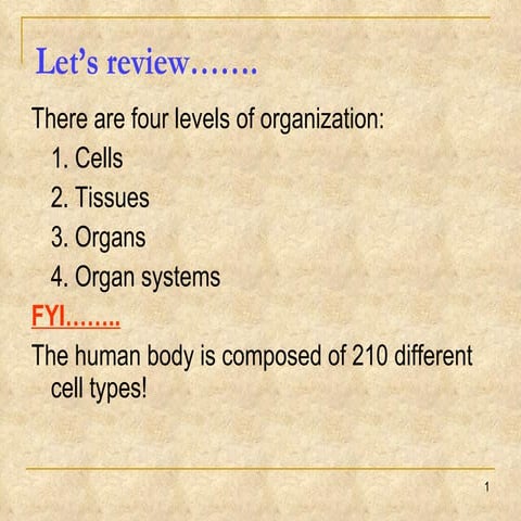 Body Systems