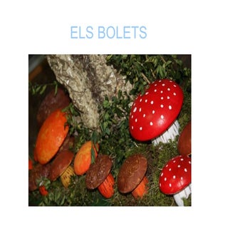 Exercici Bolets Elena