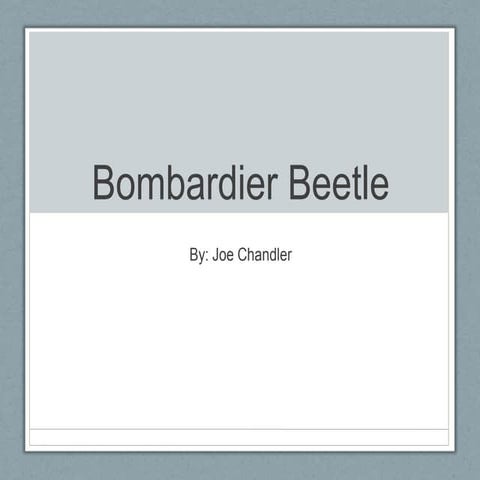 Bombardier Beetle
