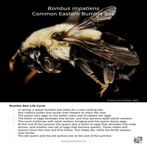 Bombus impatiens  Common Eastern Bumble Bee by Mary Van Dyke