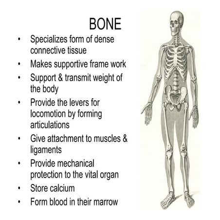 Bones in anatomy of the human body. Anatomy