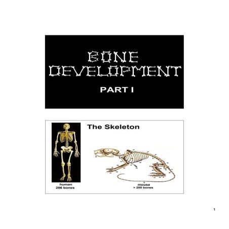 10.13.08: Histology - Bone Formation and Remodeling | PDF