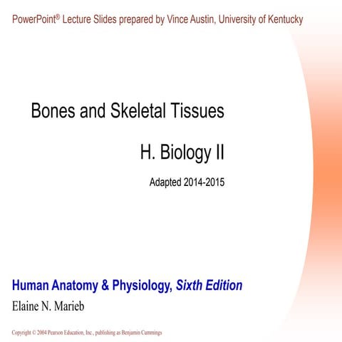 Bone formation and development 14