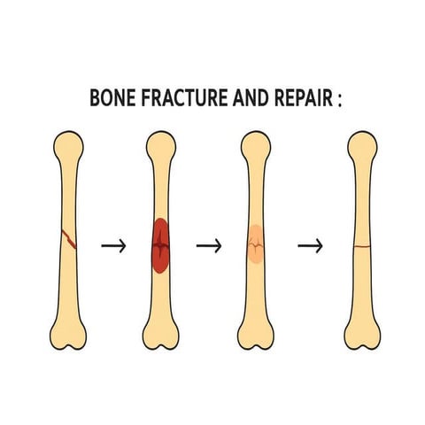 Bone – fracture and its repair for bsc 2nd year .pptx