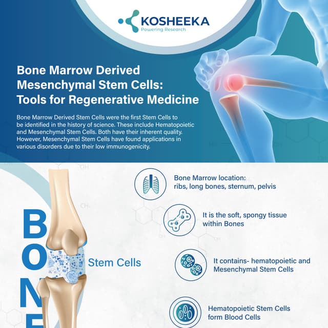 Bone Marrow Derived Mesenchymal Stem Cells: Tools for Regenerative Medicine