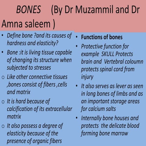 Bones anatomy