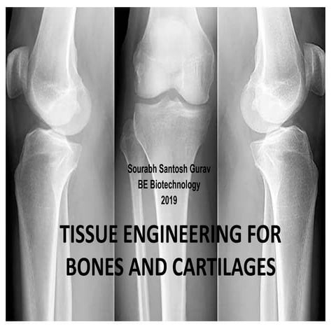 Bones and cartilages tissue engineering