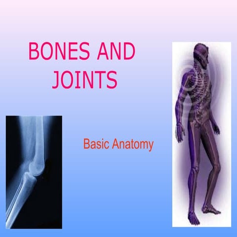 Bones and joints 1 1