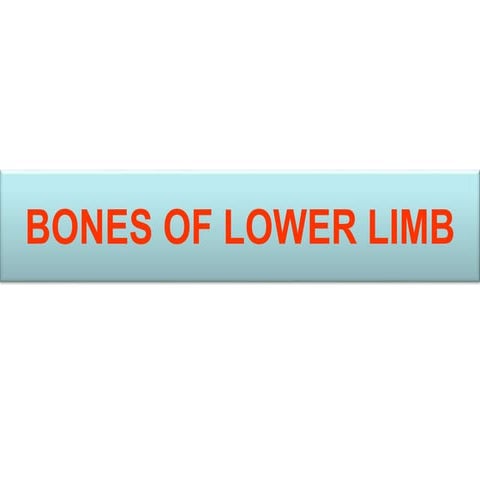 Muscles  Bones of Lower Limb Lower Limb Bones of LL HUMAN