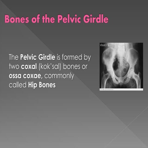 Bones of the pelvic girdle