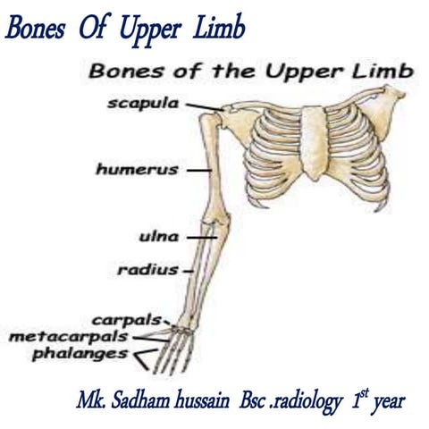 bones of Upper limbs and anatomy of upper limbs