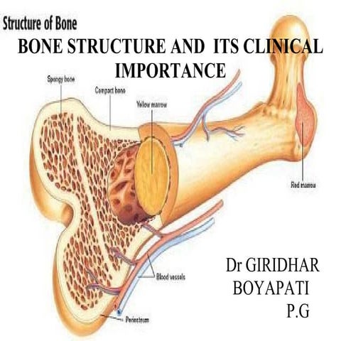 Bone structure and clinical importance