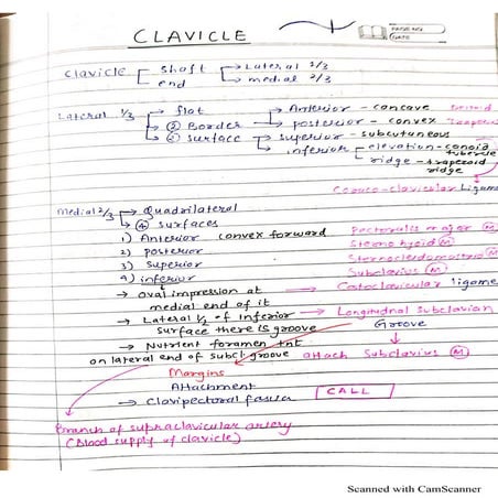 Bones upper limb.pdf ckvncxkvnxcvnxcknxcknxk