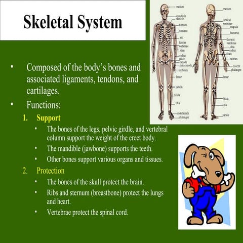 Bonetissuetoskeletalsystemppt 110126162139-phpapp02
