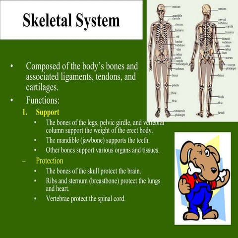 Bone tissue to skeletal system ppt