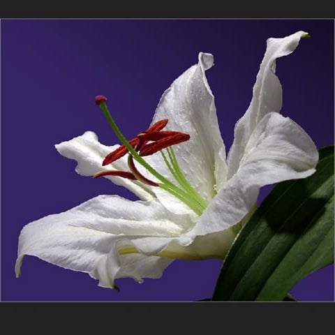 Bonitas Flores Bonita Musica