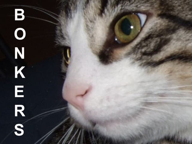 Bonkers