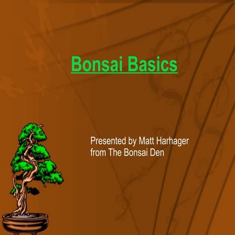 Bonsai Basics