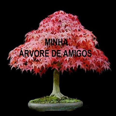 Bonsai Arvore De Amigos