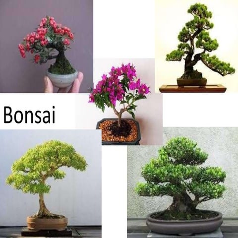 Introduction to bonsai tree