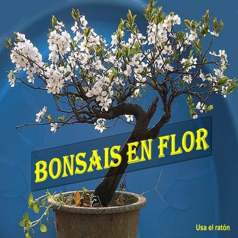 Bonsais en flor