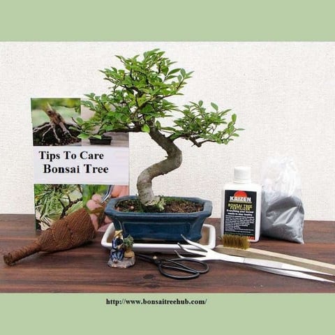 Bonsai tree care